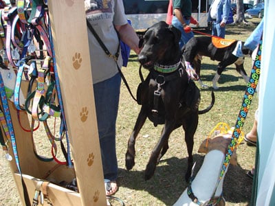 an excited dog trying on new collars and leashes